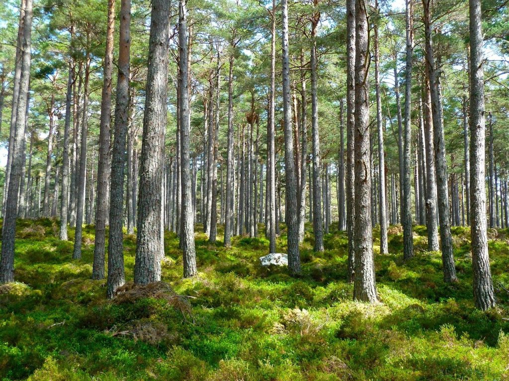 Taglio del bosco sull’Amiata. Tre soluzioni per impedire la crisi del settore