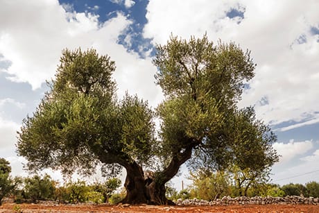 Xylella: contributo per sostituzione di piante di olivo danneggiate