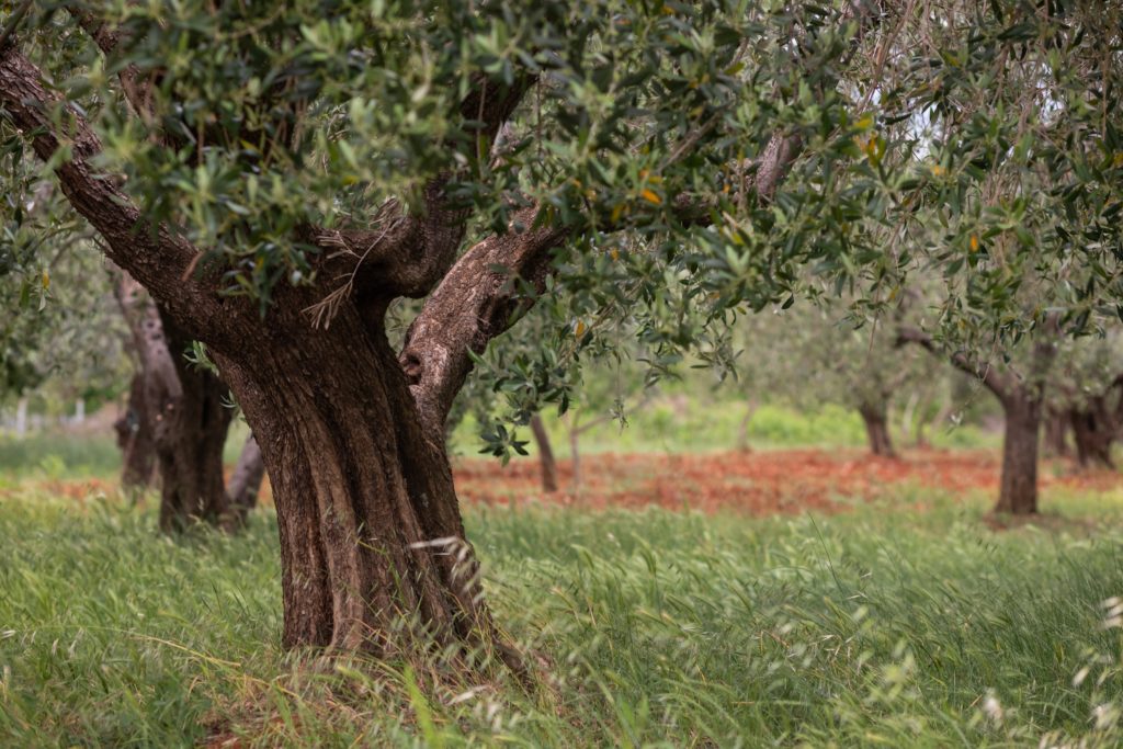 Olio extravergine di oliva, il nostro decalogo per il ministero