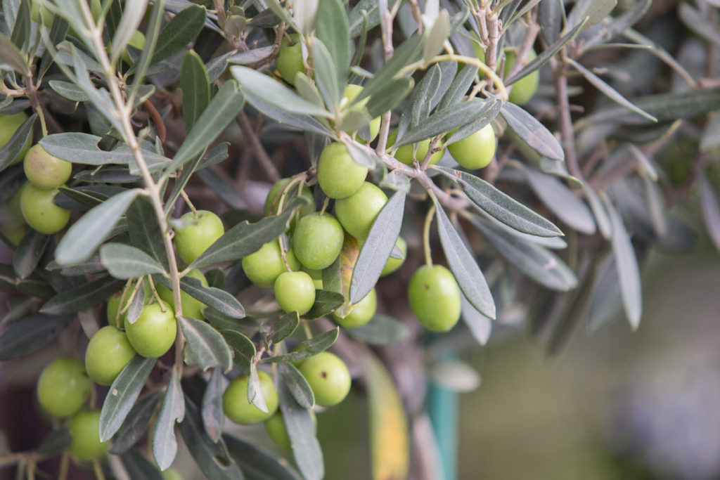 Il giusto prezzo delle olive in una campagna olearia difficile